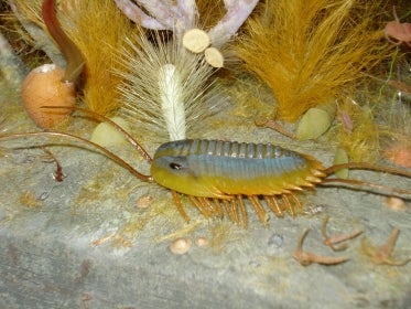 model of Burgess Shale animal