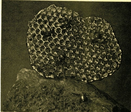 photo of a honeycomb with hornets nearby