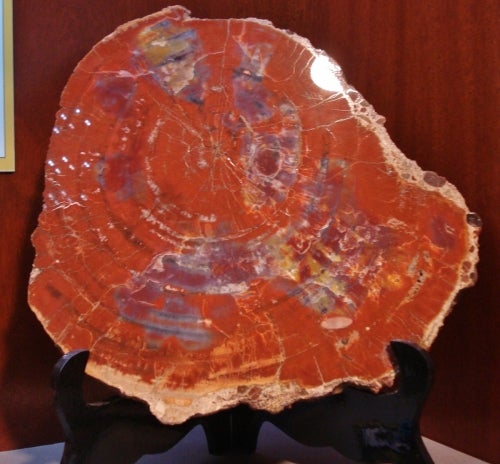 red cut and polished cross-section of petrified wood