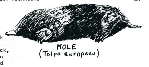 roughly sketched image of a mole lying down