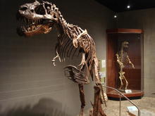 Albertosaurus Skeleton at the Earth Science Museum