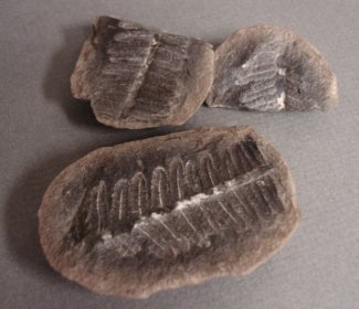 A few  Neuropteris fossil leaves