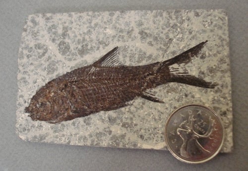 brown fossilized fish skeleton in grey rock next to a quarter for comparison