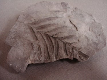 fern fossil