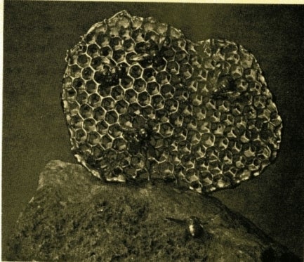historic gold honeycomb