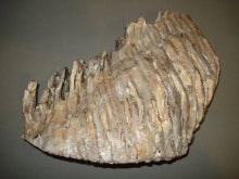 mammoth tooth