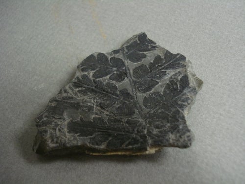 Piece of black-coloured fossilized plant leaf showing leaf veins