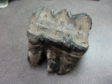 mastodon tooth