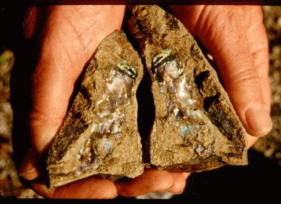 two opal specimens held in hands
