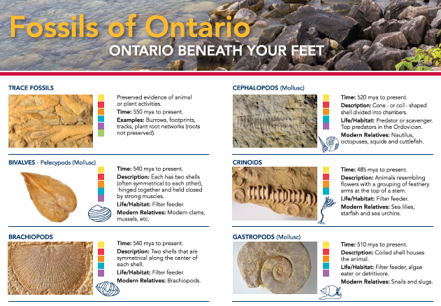 Image of Fossils of Ontario key linking to printable pdf