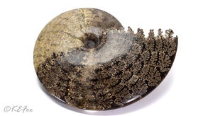 Ammonite shell