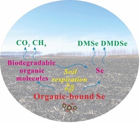 diagram showing soil respiration involving CO2, methane, biodegradable organic molecules, DMSe and DMDSe and organic bound Se in the soil.