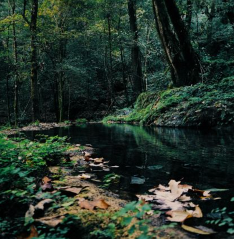 Wetland