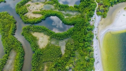 Aerial View of Lush Mangrove in Apollo Beach, Florida