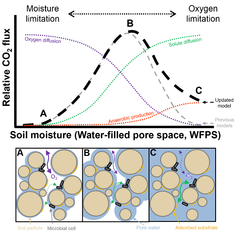 Figure showing relationship between soil CO2 fluxes and soil moisture