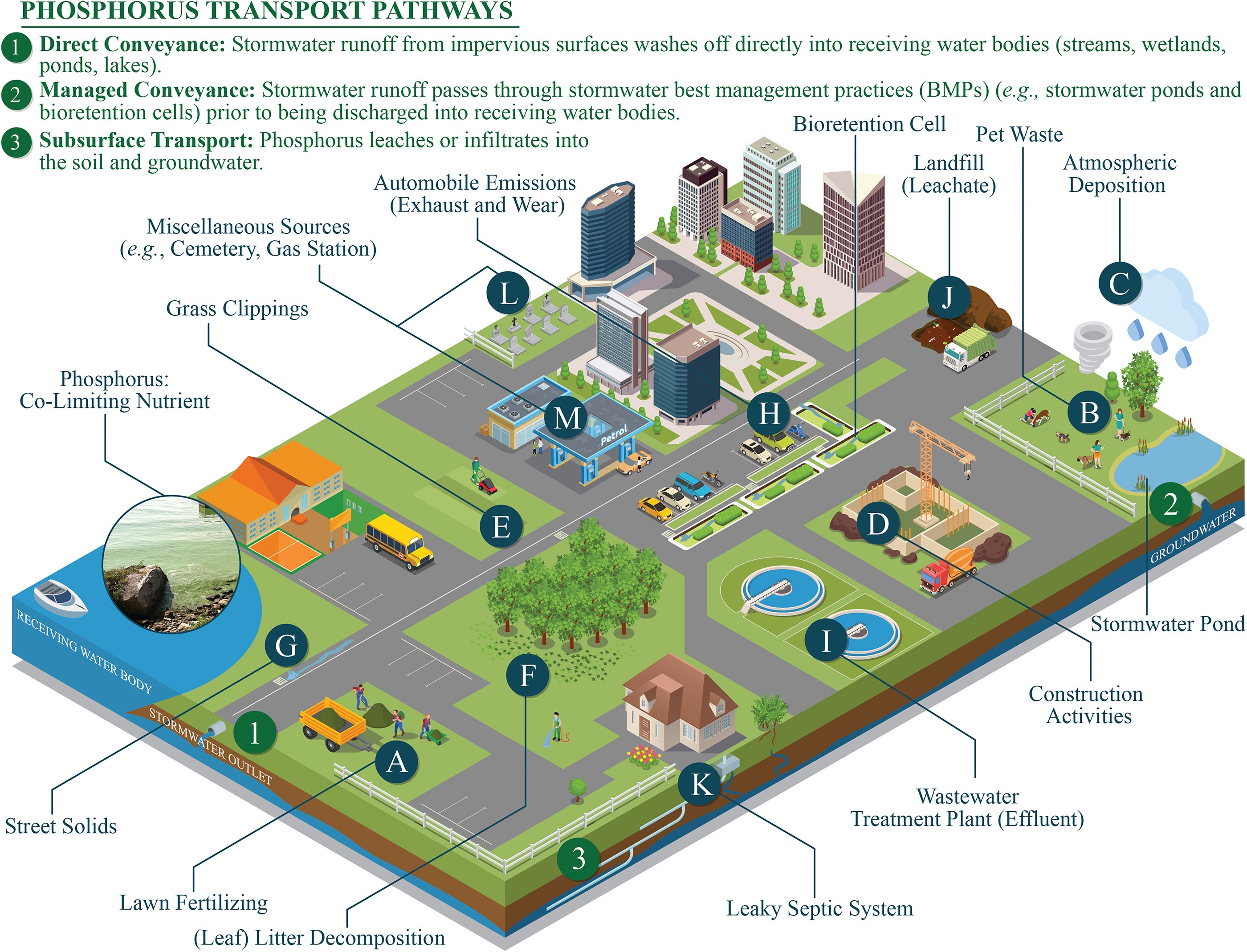 Phosphorus sources and transport pathways in urban areas
