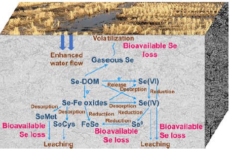 Figure from publication titled: Loss of Selenium from Mollisol Paddy Wetlands of Cold Regions: Insights from Flow-through Reactor Experiments and Process-Based Modeling
