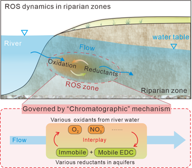 Graphical abstract to: Reactive oxygen species production in riparian zones governed by a flow-induced chromatographic separation process