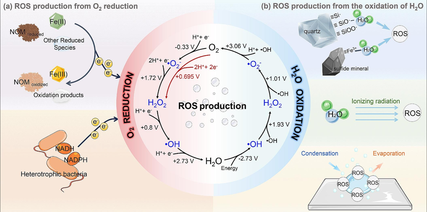 Graphical abstract to: Production and significance of Reactive Oxygen Species in the subsurface