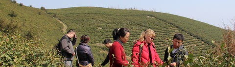 Organic tea farm in Hangzhou