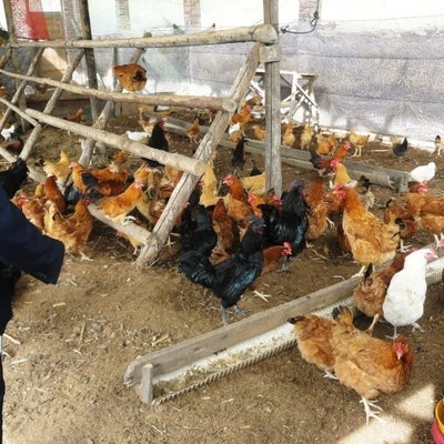 Natural farming chicken house near Chengdu