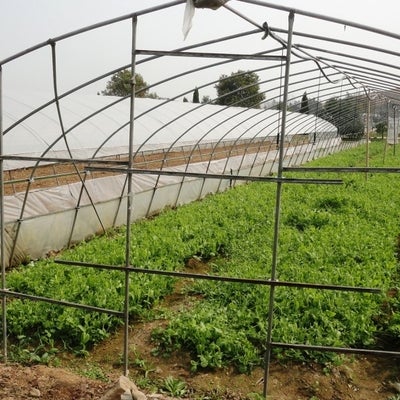 Greenhouse at the Planck Organic Farm in Nanjing