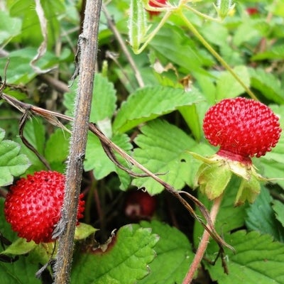 Wild Indian strawberry at Hechuren ecological farm near Chongqing