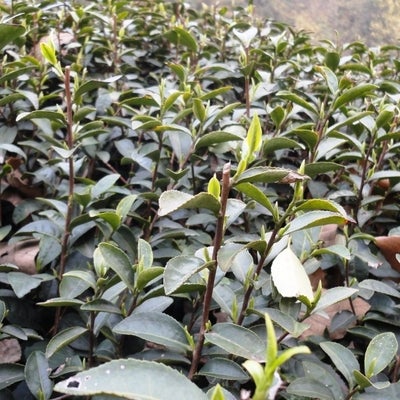 Organic tea trees at the Yunqi Organic Tea Farm near Hangzhou
