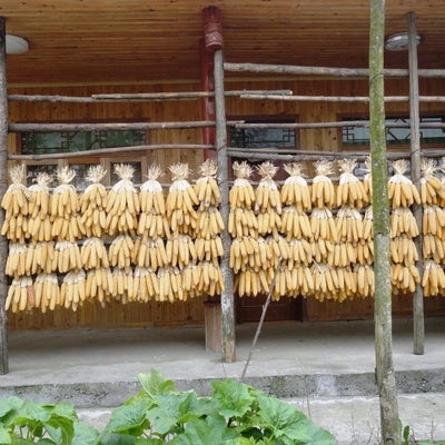 Traditional way of drying corns in Daping Village near Chengdu, Sichuan Province