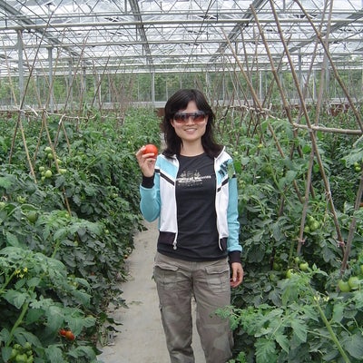 Organic grown tomato
