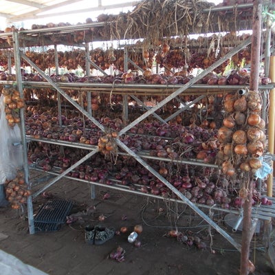 Onions drying on the rack at Little Willow Farm in Beijing