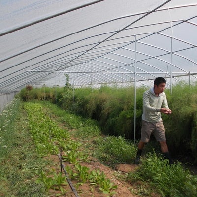 Liu Gang, owner of the Little Willow Farm, in one of the greenhouses