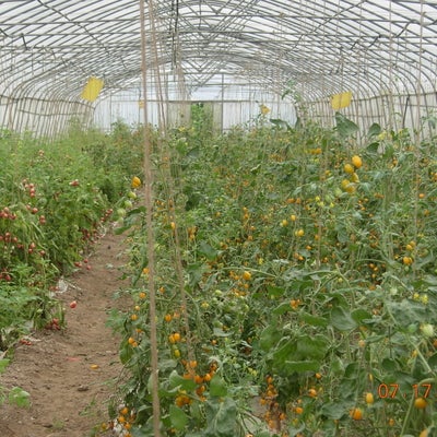 Growing organic tomato at Biofarm