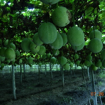 Hanging melon seeds in Qianshan county, Anhui province