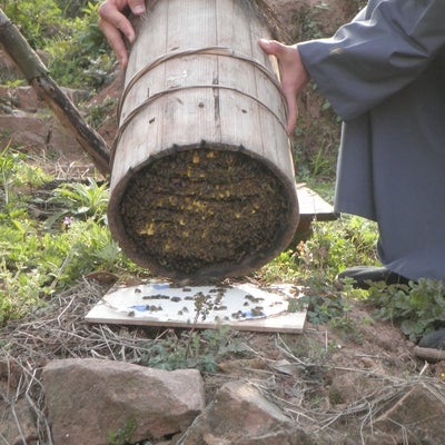 Bees in a wooden container
