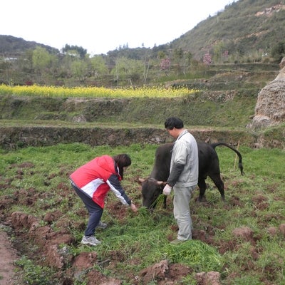 2 people standing in a field feeding a small bull