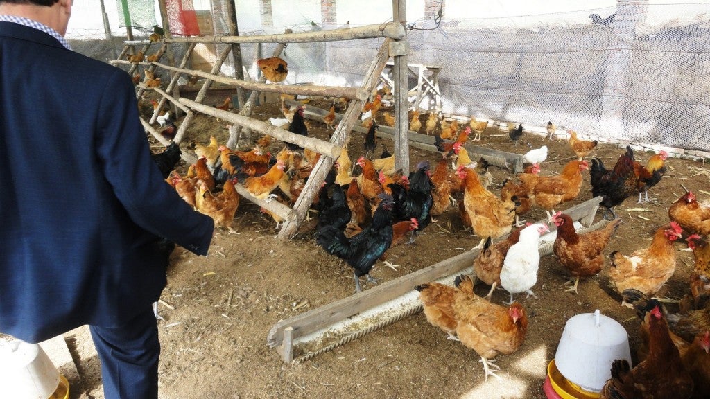 Natural farming chicken house near Chengdu
