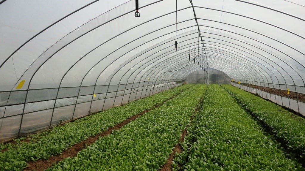 Greenhouse at the Planck Organic Farm and Nanjing