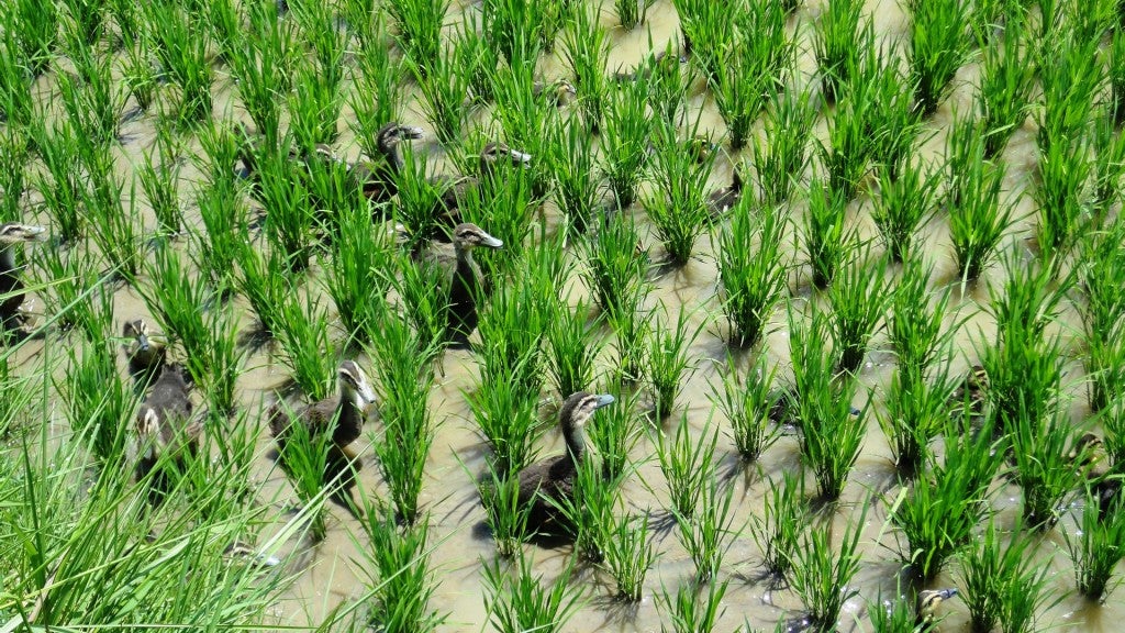 Duck-rice ecological farming system at Sancha Village near Nanning, Guangxi