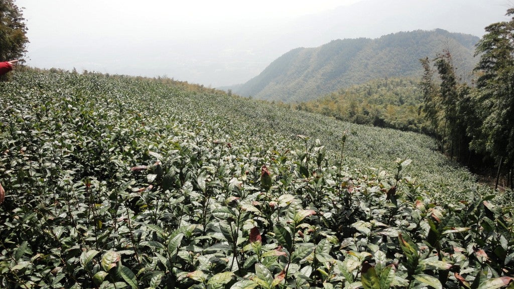 Jingshan Organic Tea Farm near Hangzhou