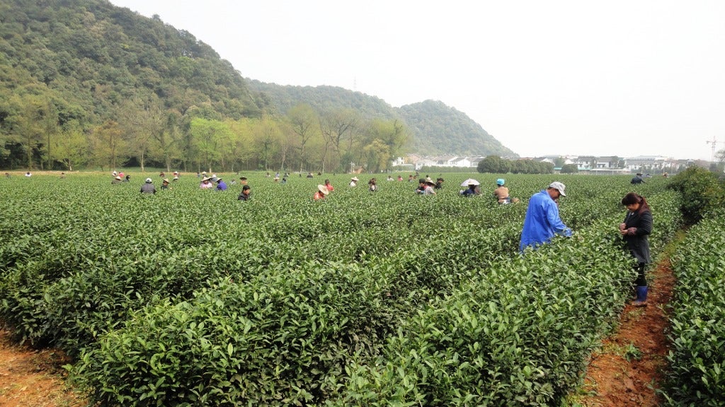 Farmers picking the year's first harvest of tea leaves near Hangzhou