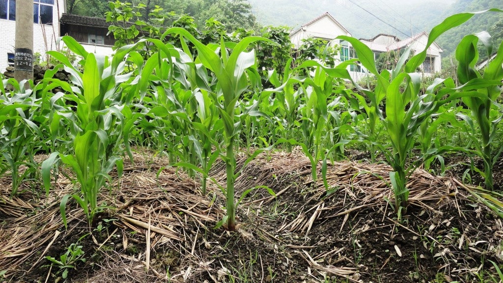 Straw mulching to protect the soil near Hangzhou, Zhejiang Province