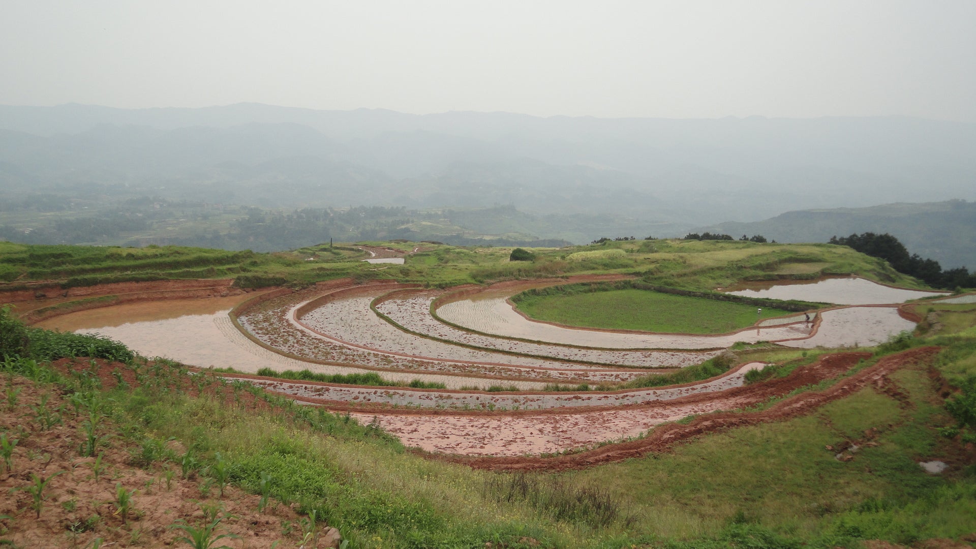 Rice terraces near Chongqing