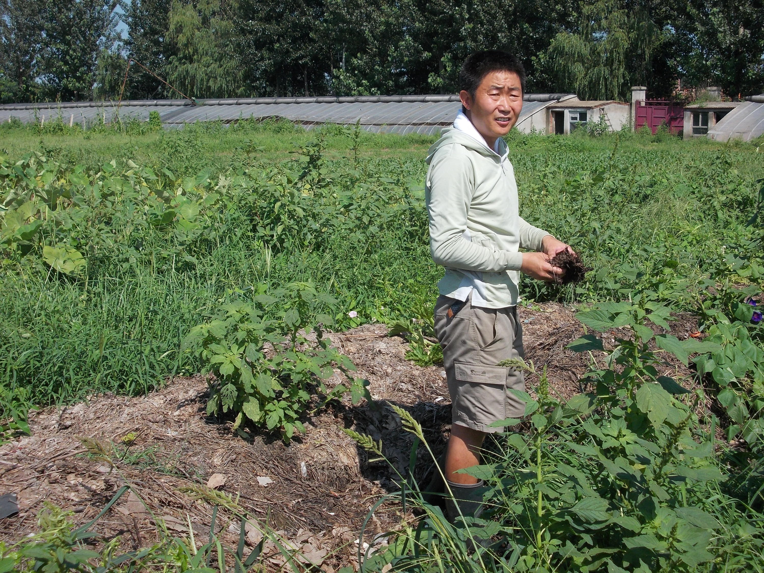 Liu Gang, owner of the Little Willow Farm, shows the compost on the farm