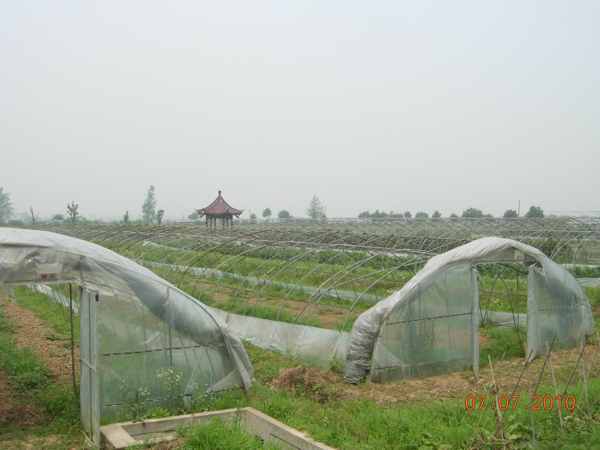 Organic farm in Nanjing