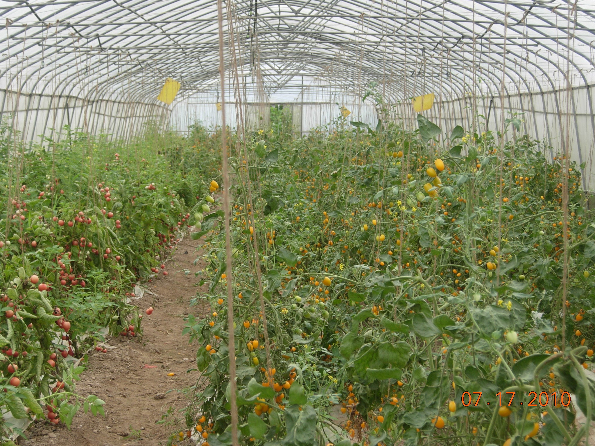 Growing organic tomato at Biofarm