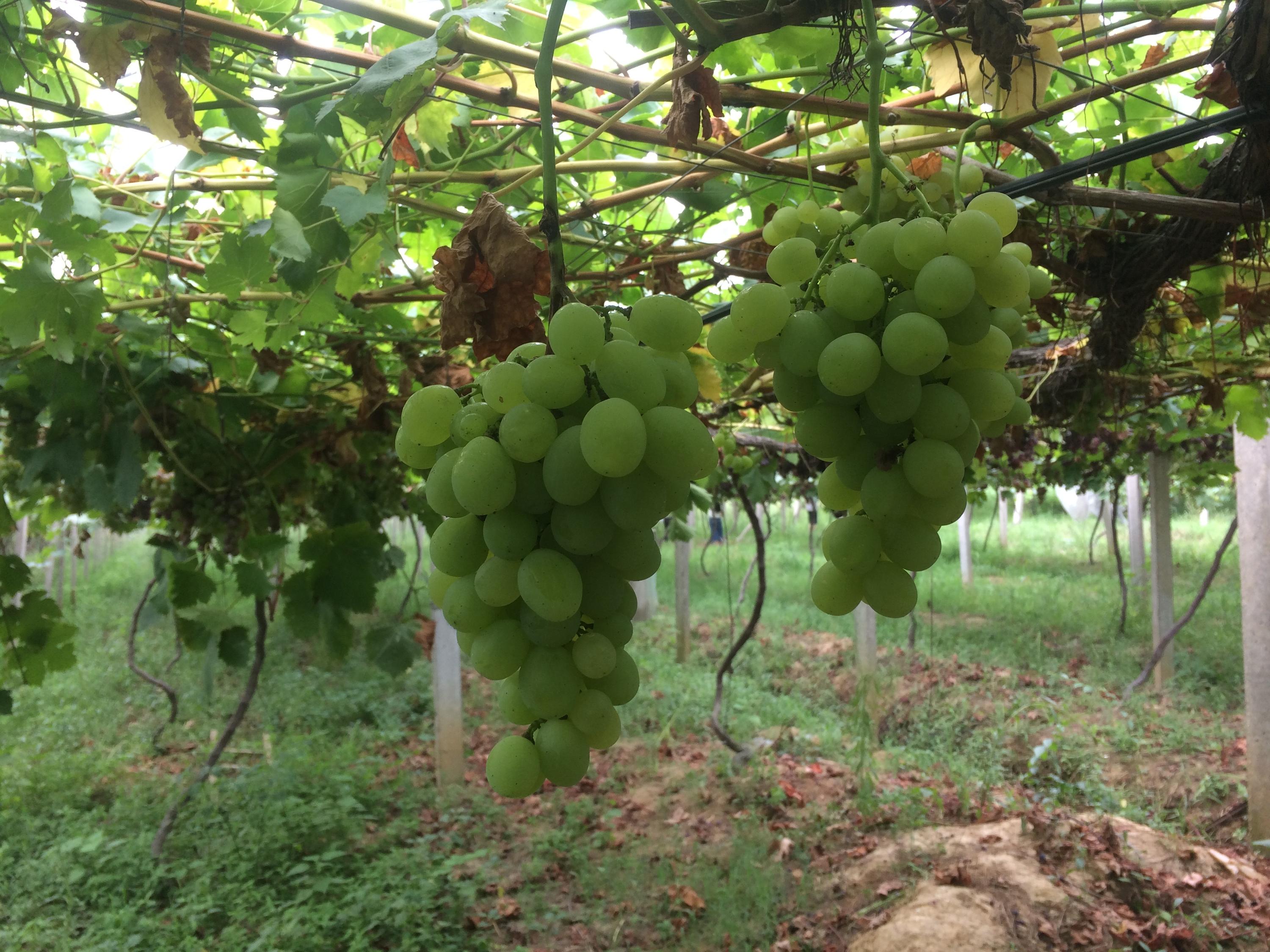 Organic grapes on Tianrong Farm in Nanjing