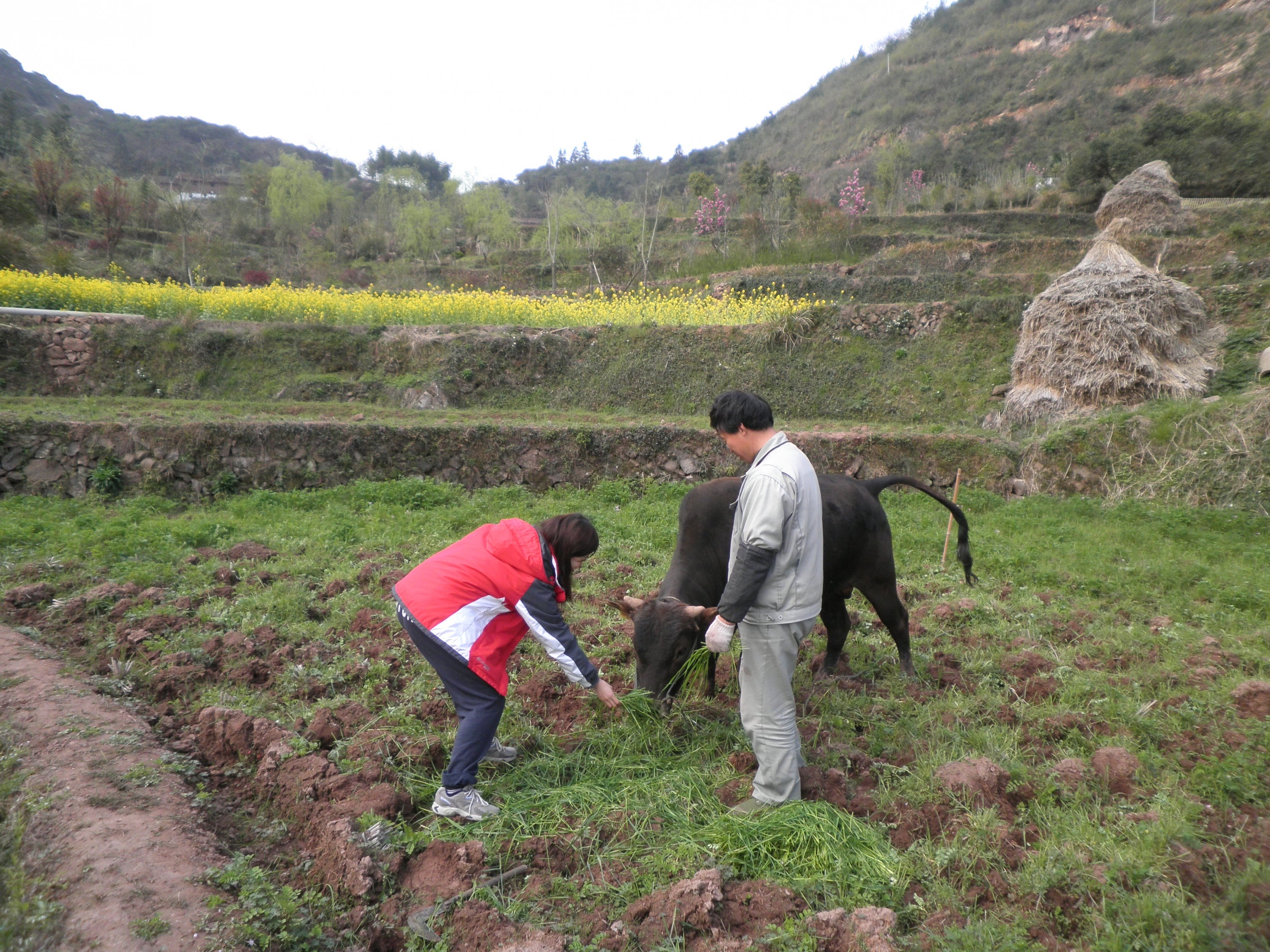 2 people standing in a field feeding a small bull