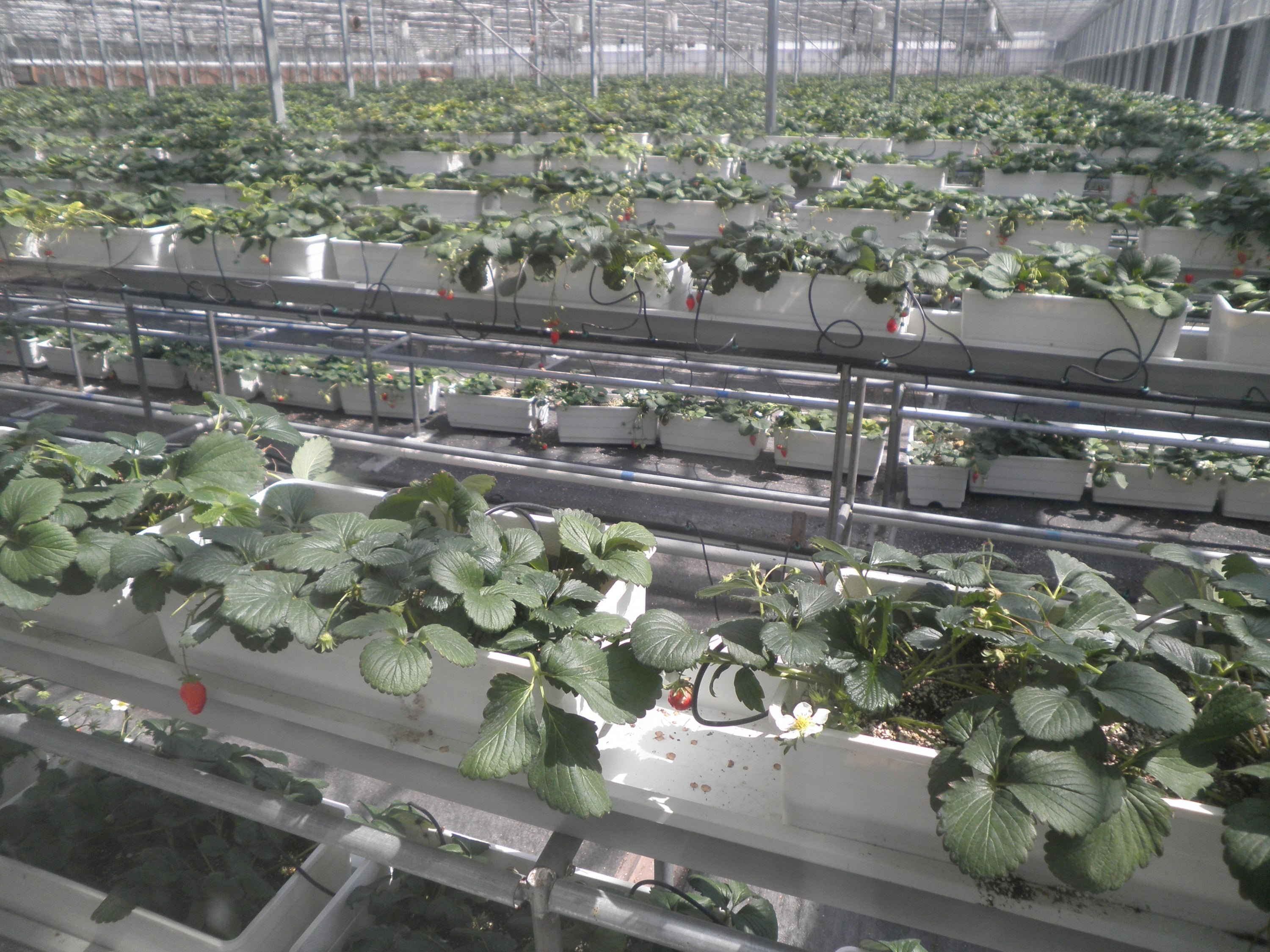 Inside a greenhouse