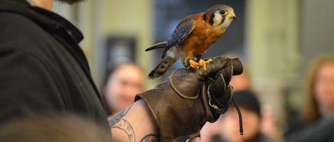 Raptor sitting on a hand